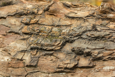 Old tree textureの写真素材