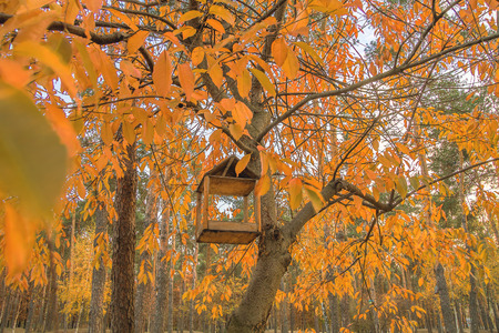 birdhouseの写真素材