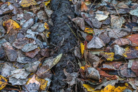 Fading autumn leaves. Top view.の写真素材