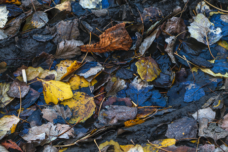 Fading autumn leaves. Top view.の写真素材