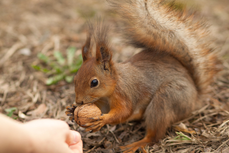 Squirrel eating a walnutの写真素材