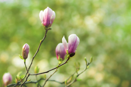 blooming magnoliaの写真素材
