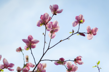 blooming magnoliaの写真素材