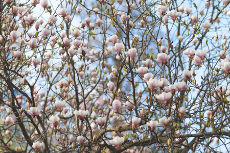 blooming magnoliaの写真素材