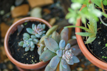 plant in a potの写真素材