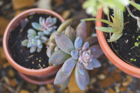 plant in a potの写真素材