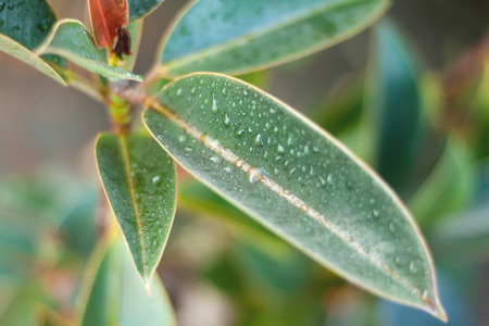 Water droplets on the leaves. Blurry wallpaperの写真素材