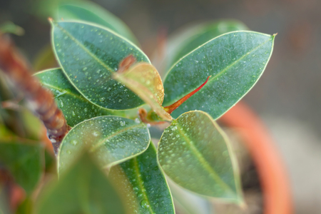 Water droplets on the leaves. Blurry wallpaperの写真素材
