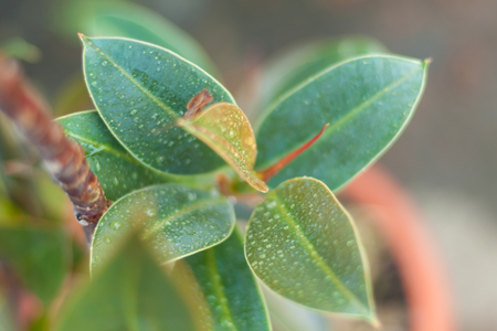 Water droplets on the leaves. Blurry wallpaperの写真素材