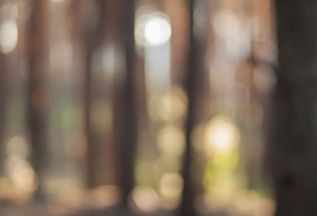 Blurry nature wallpaper. Pine forest bokeh background. Green defocused backdrop for your design.の写真素材
