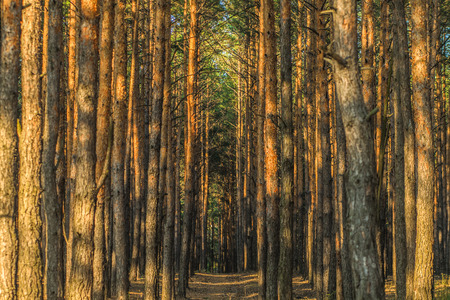 Pine forest. Natural perspective. A man goes through the woodsの写真素材