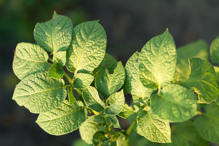 potato leavesの写真素材