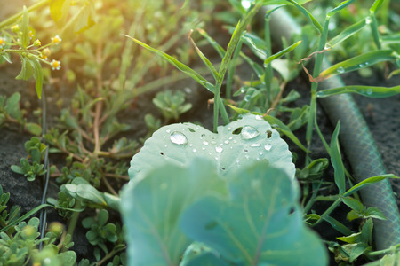 Cabbage leaf textureの写真素材