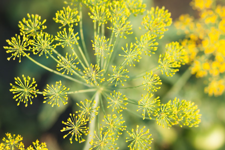 flowering dillの写真素材