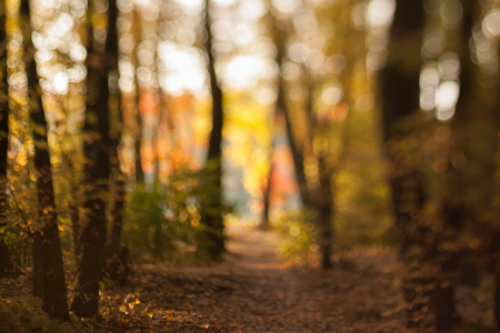 Autumn forest in contre-jour. Blurry autumn background.の写真素材