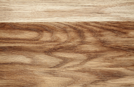 Texture of beech tree texture closeupの写真素材