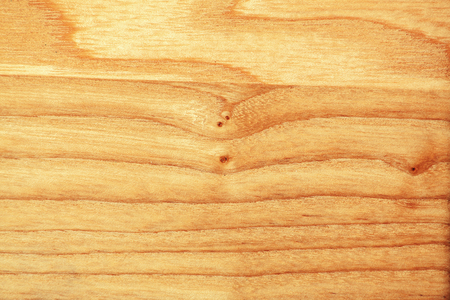 Texture of beech tree texture closeupの写真素材