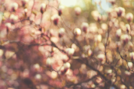 Blooming magnolia. Flowering tree bokeh.の写真素材
