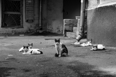 Five cats in the backyard of an old houseの写真素材