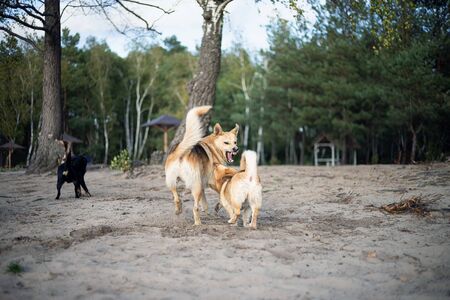 Dog fight. Dogs are fighting on the sandy shore of the lake.の写真素材