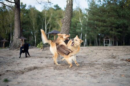 Dog fight. Dogs are fighting on the sandy shore of the lake.の写真素材
