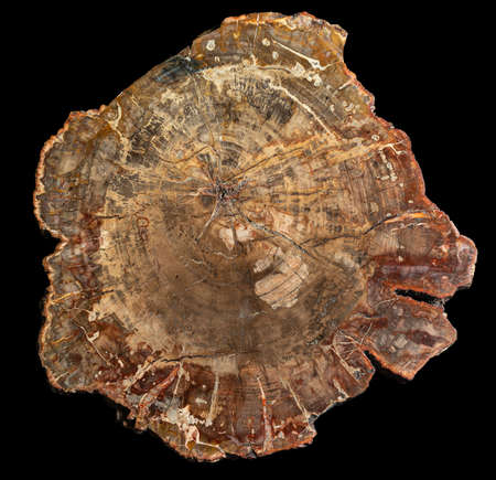 Large piece of polished petrified woodon black backgroundの写真素材