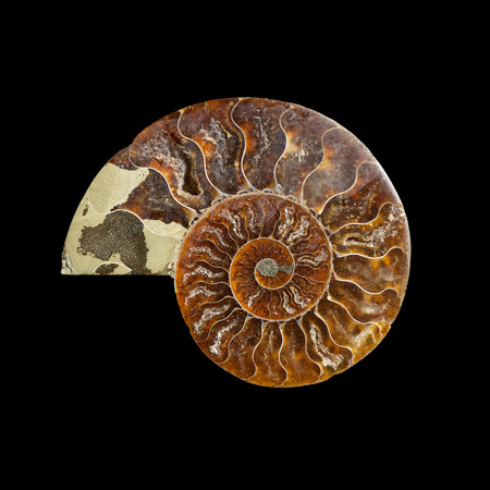 Ammonite fossil shell isolated on black background.の写真素材