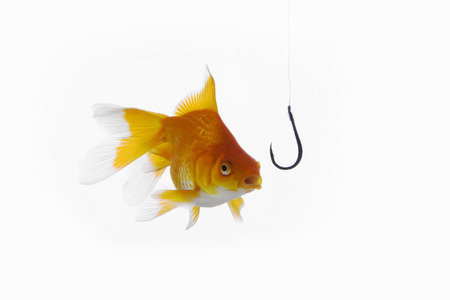 Fish swimming towards a fishing hook