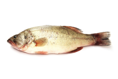 Raw fish