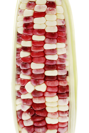 Maize