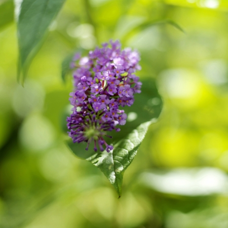 Close up of plant