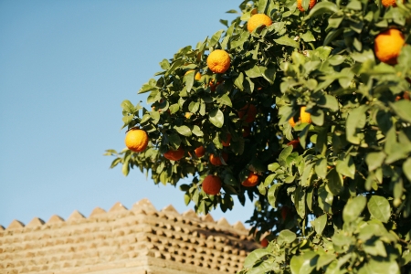 Fruit tree in housing area