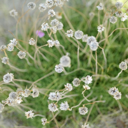 Wildflowers