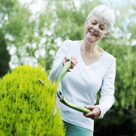 Senior woman pruning bush with hedge clippers