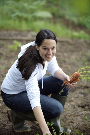 Woman picking carrots in gardenの写真素材