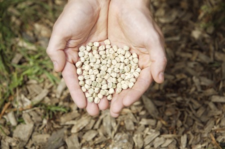 Hands holding seedsの写真素材