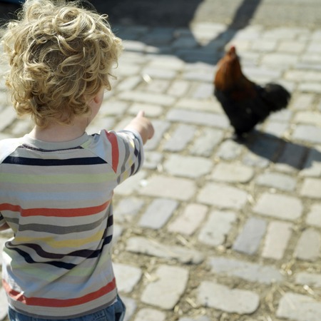 Boy pointing at a chicken