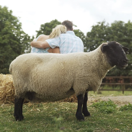 Sheep in the farm, man and woman embracing in the background