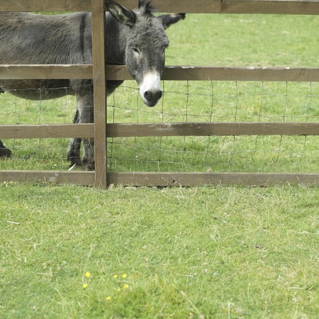 Donkey in the farmの写真素材
