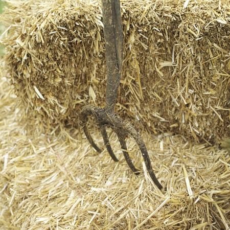 Pitchfork in haystack