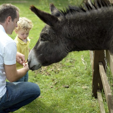 Man and boy playing with donkey in the farmの写真素材
