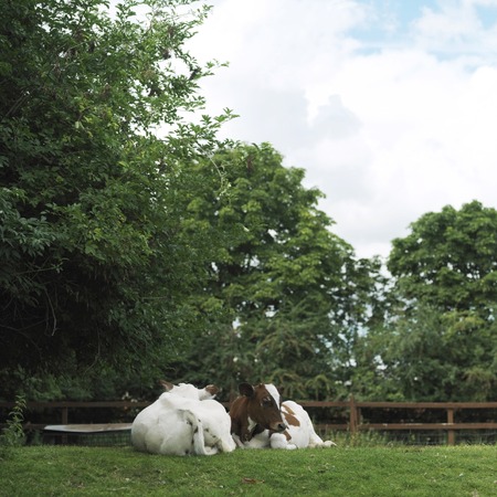 Cows on the farmの写真素材