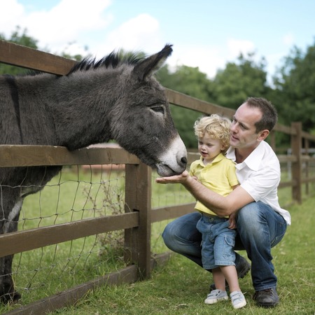 Man and boy playing with donkey in the farmの写真素材