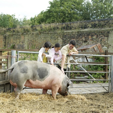 Man, boy and girl patting a pig at the farmの写真素材