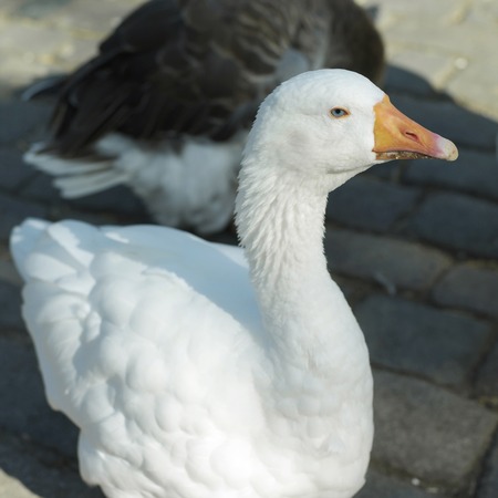 Ducksの写真素材