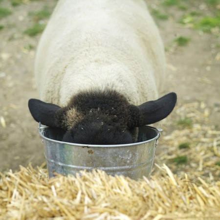 Sheep drinking water from a bucketの写真素材