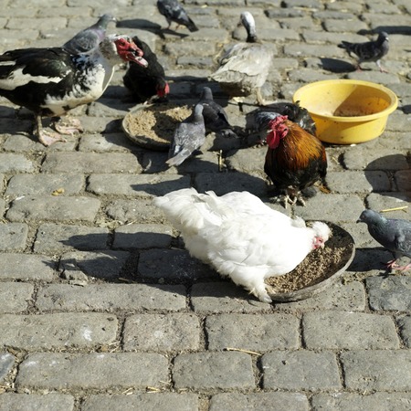 Chickens feeding with ducks and pigeon aroundの写真素材
