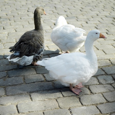 Ducks wandering aroundの写真素材