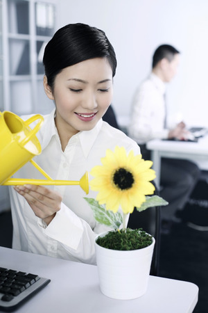 Businesswoman watering sunflower on her tableの写真素材