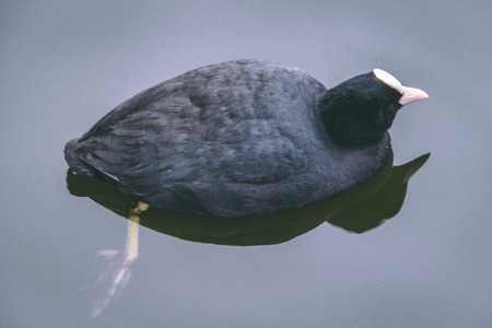 Swimming coot in winter cold park pondの写真素材
